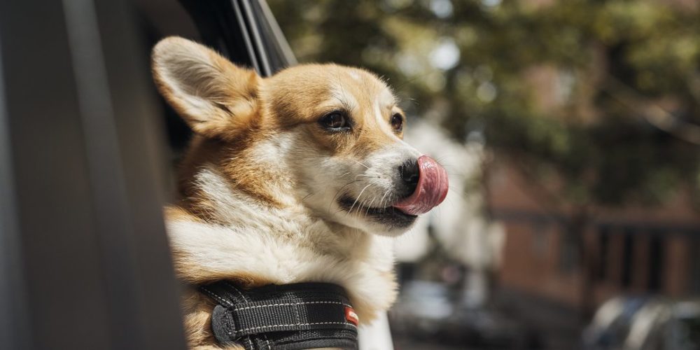 毛孩出街更方便！Uber Pet 登陸香港 – TREND.HK 潮科技